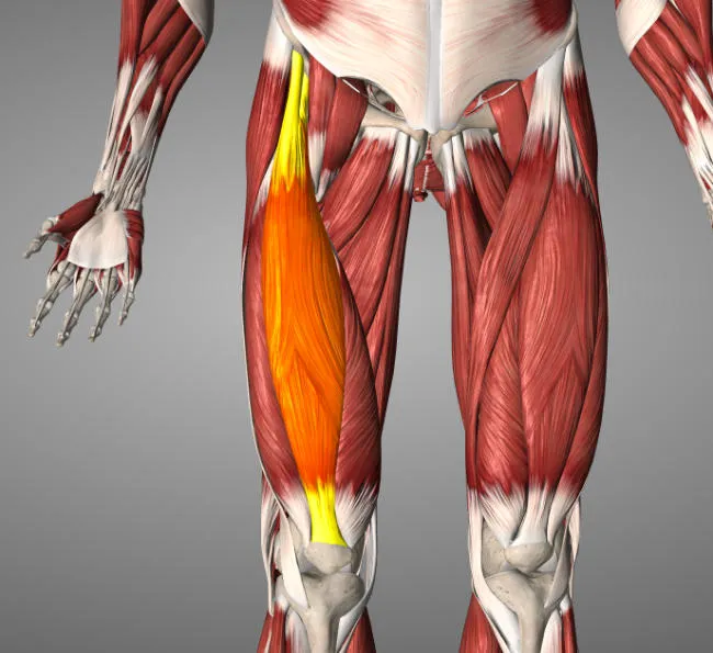 Diagram of quadriceps and rectus femoris.