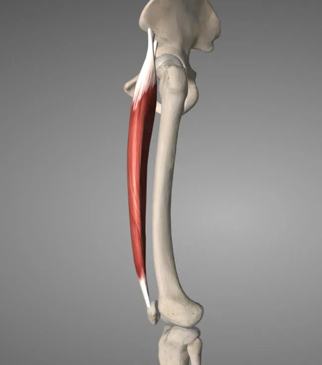 Osgood Schlatter tight muscles